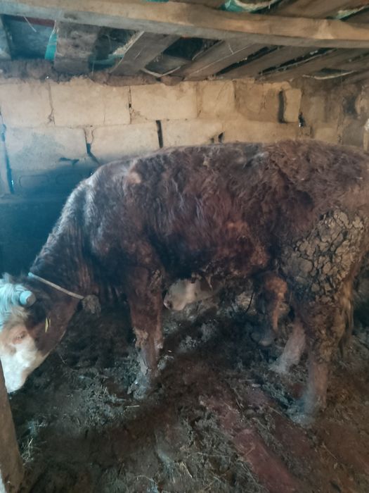 Бұқалар сатылады 1жас 3ай