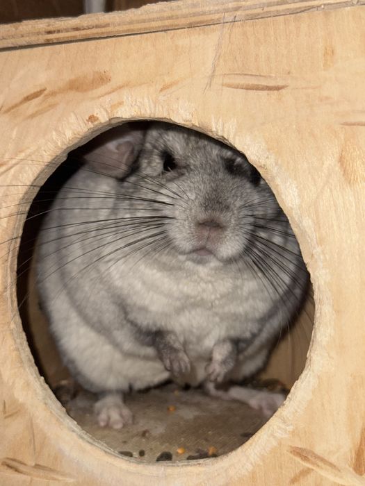 Продаются шиншиллы