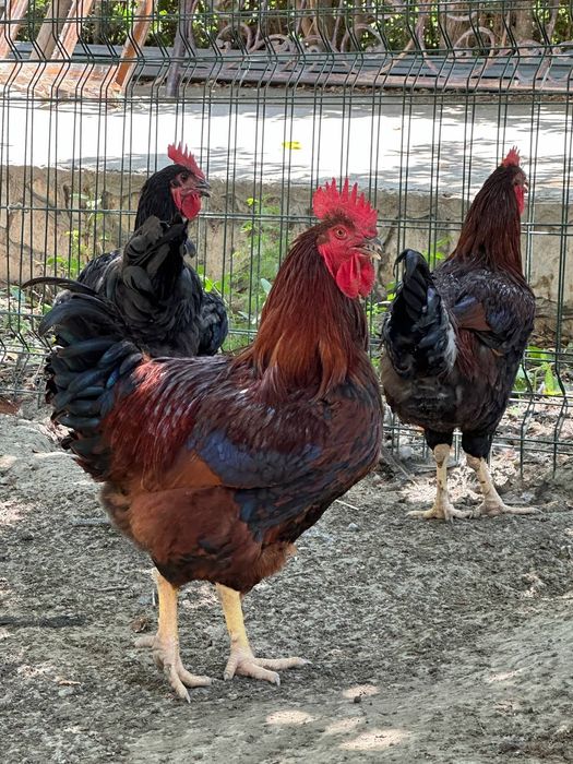 Порно әйелі күйеуі және бисексуалы адам