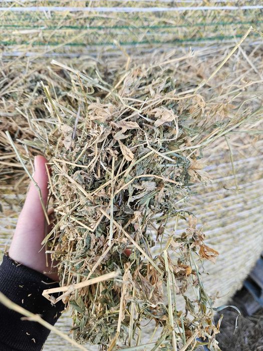 Vand baloți lucerna