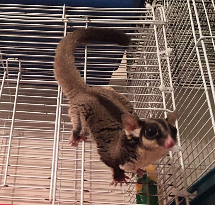 Сахарный поссум продаётся