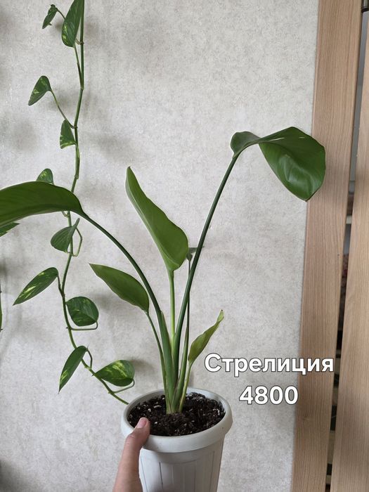 Комнатные растения
