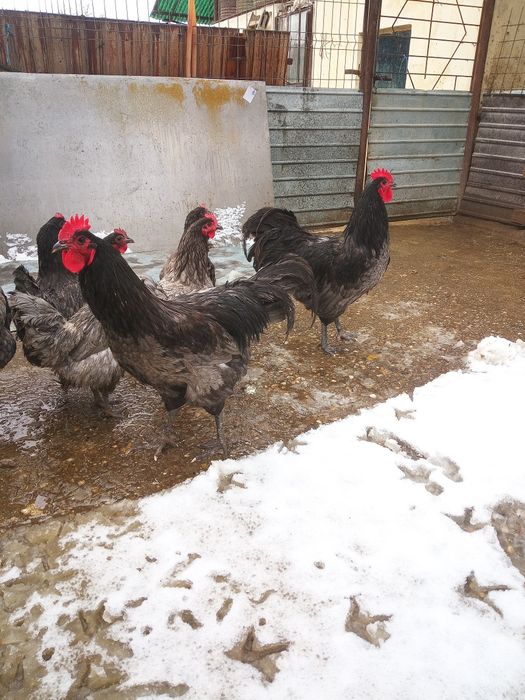 Australorp - Oua pentru incubat