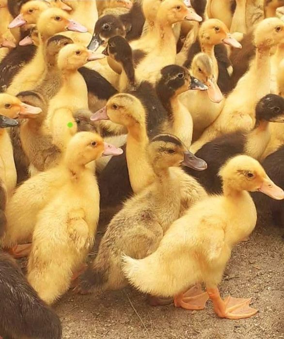 Ferma de Puii Dobrogea