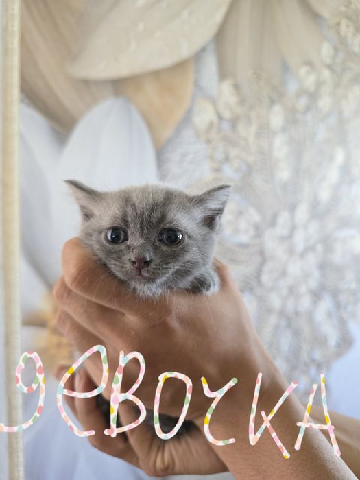 Отдам котят в добрые руки