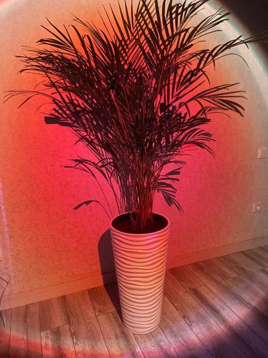 Пальма Дипсис