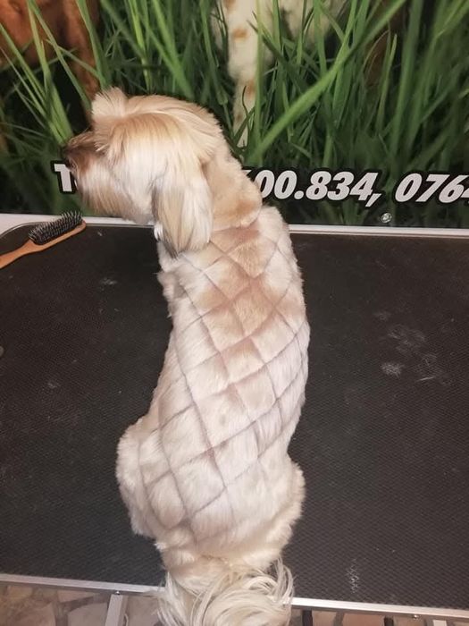 Frizerie Canina  Buzau