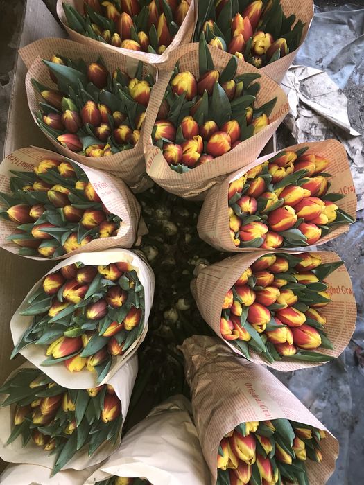 Голландские тюльпаны
