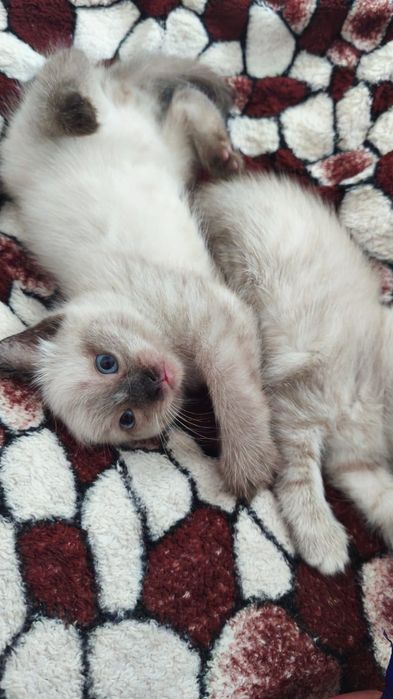 Отдам котят в добрые руки