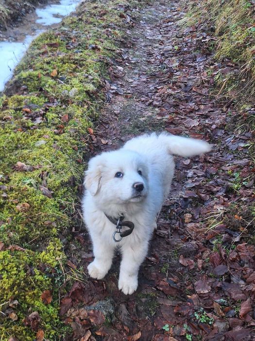 Каракачанско кученце