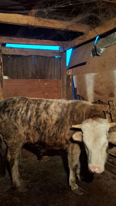 Продам бычок 2 годика