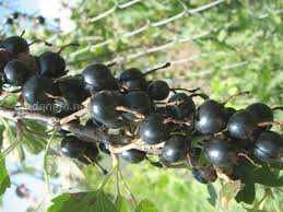 Смородина сортовая "Черная жемчужина".
