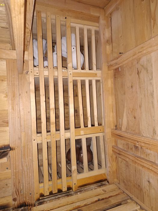 porumbei voltati ( rotati) curcanasi