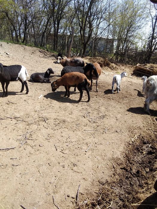oi de camerun si capre  metis anglo-nubiene