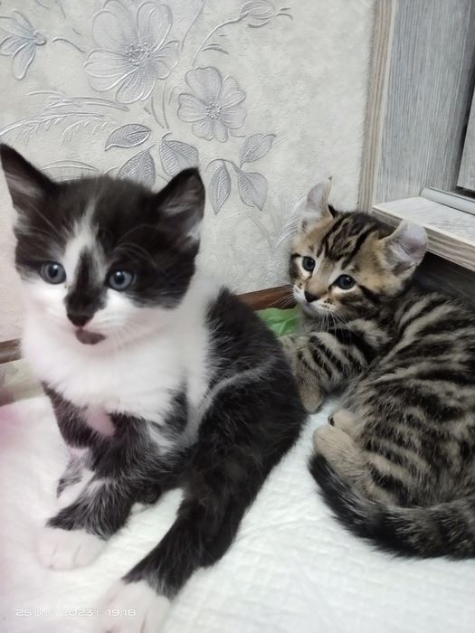 Anjelika Varumning erotik dekolte suratlari