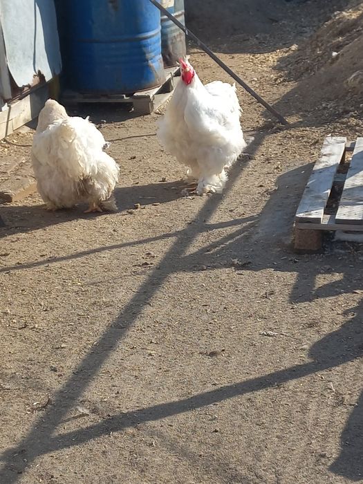Продам Петухов породы кохи