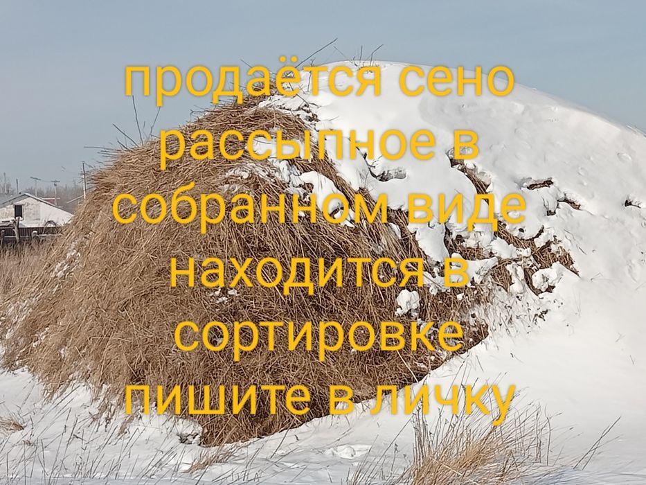 Продам сено рассыпное.