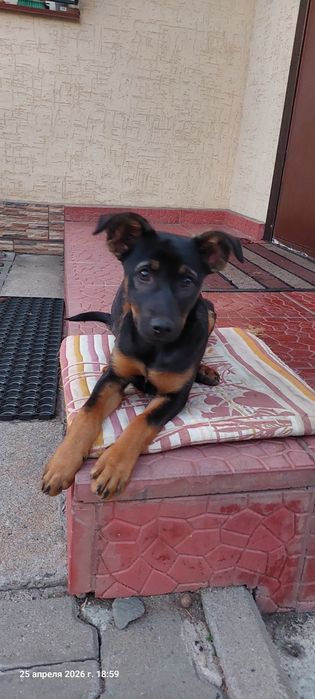 Щенок девочка бесплатно