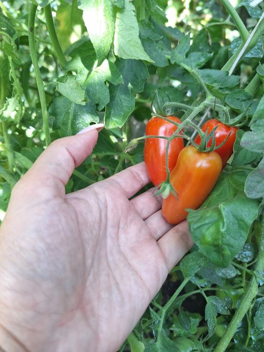 Продам домашние помидоры