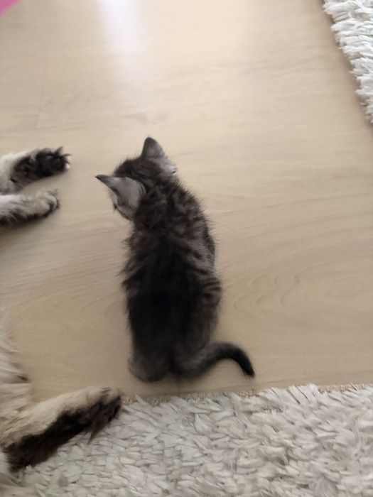 Котятя в добрые руки