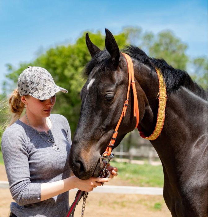 Тренинг скаковых лошадей