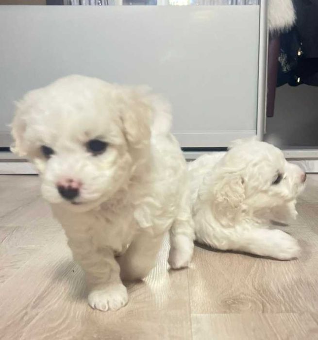 Щенки Бишон фризе