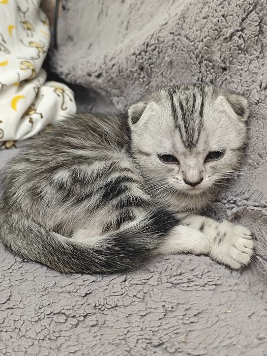 Шотландский вислоухий котенок