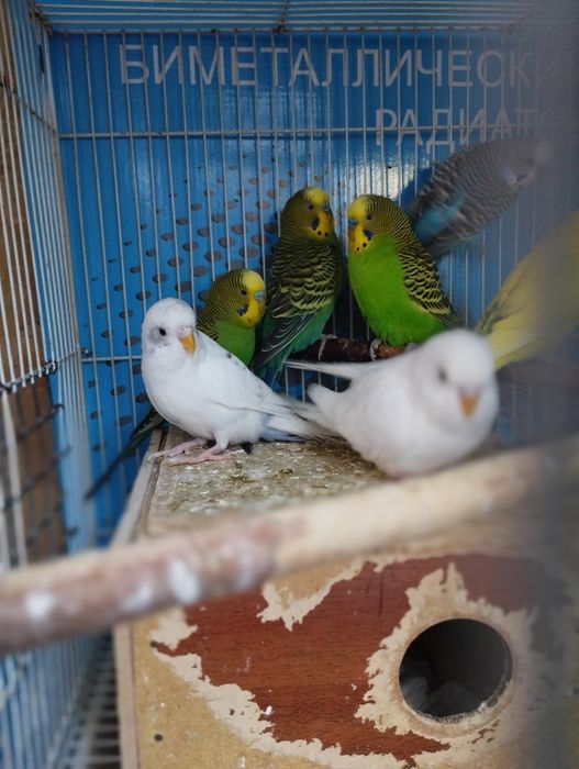 Попугаи домашнего разведения