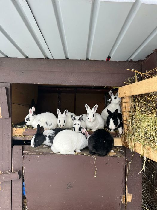 Uriaș german și rex dalmatian