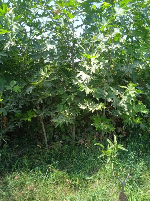 Чинор кучатлари.