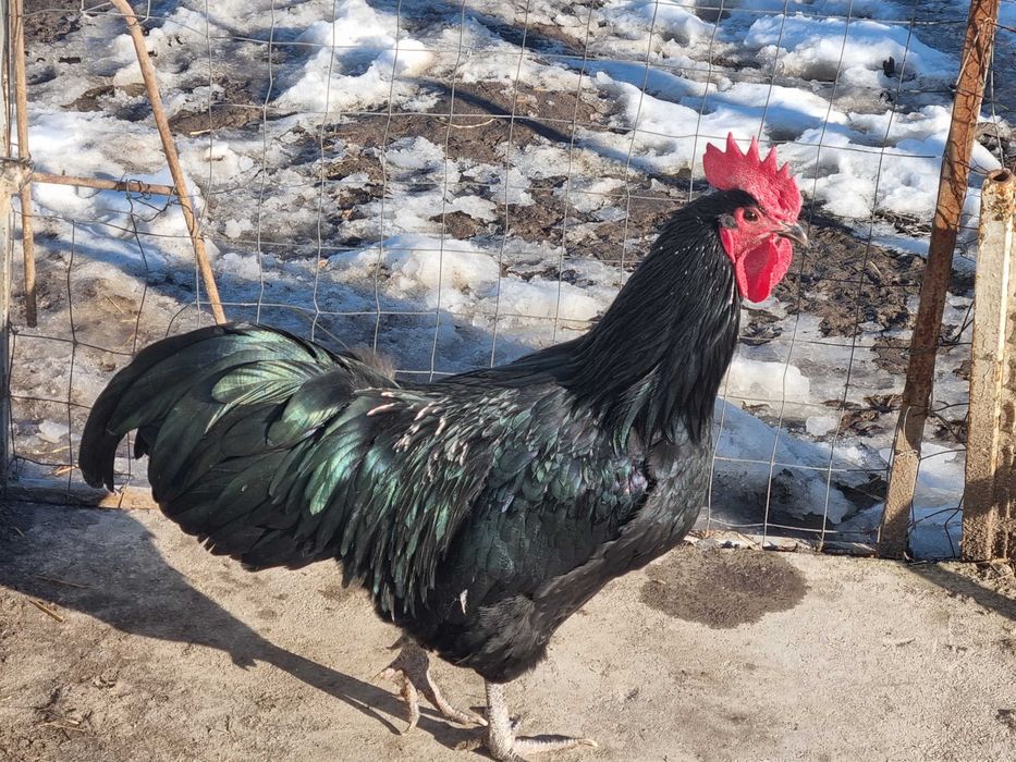 Pereche australorp negru!