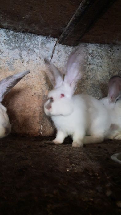 Vând Uriaș de Transilvania