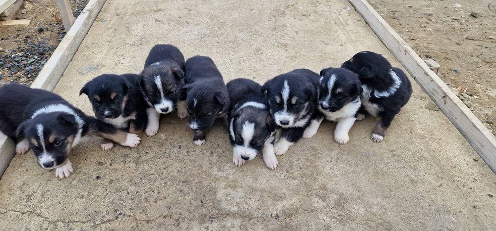 Отдадим щенков в добрые руки