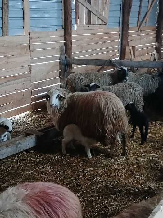 De vanzare 10 mioare