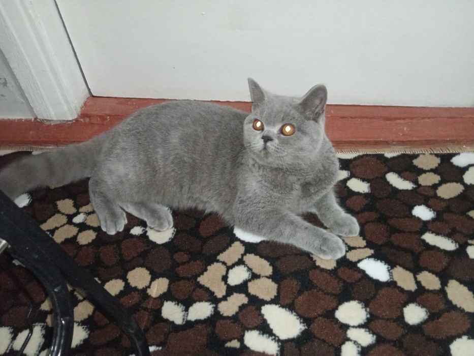 Британский караткащерсть