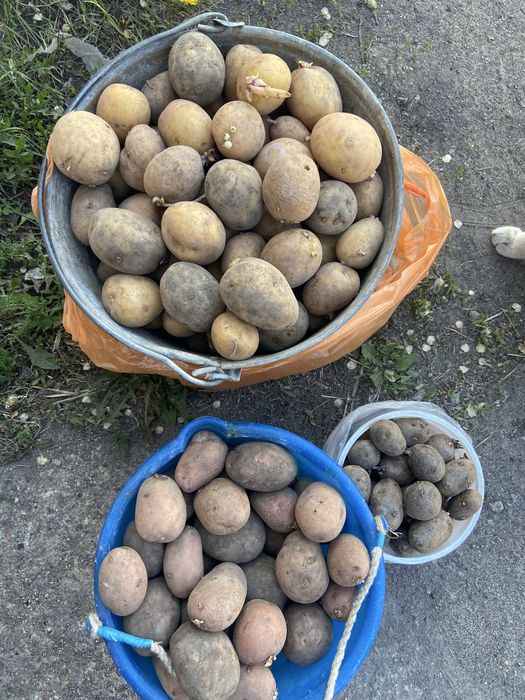 Продам картофель семенной сорт Гала и Родриго