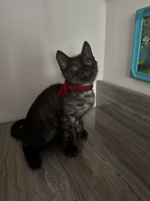 Котенок мальчик ищет любящего хозяина
