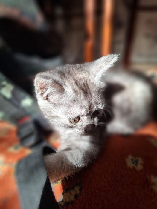 Отдам котёнка 2 месяца