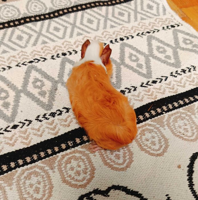 Морски свинчета,  1 месец.