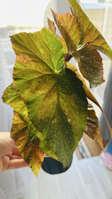 Бегонии по 10 лв за Варна лично предаване