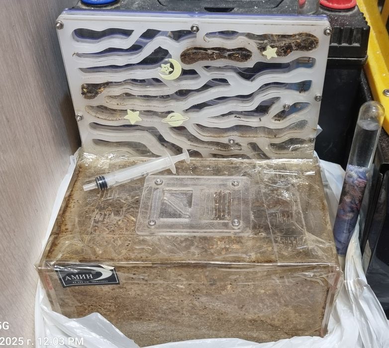 Муравьинная ферма.