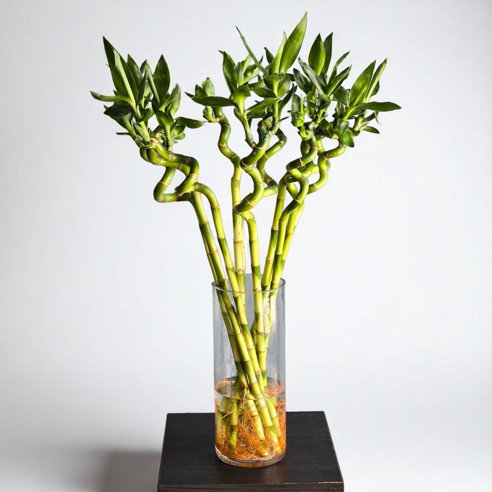 Бамбук Цветы Орхидея Гуллар Комнатные Растения