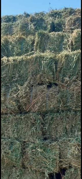 Baloti: Lucerna /Paie/Miriste/Fan.