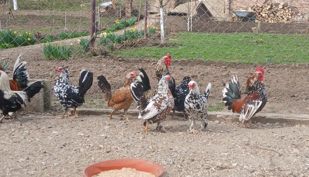 Gaini pitice de vânzare