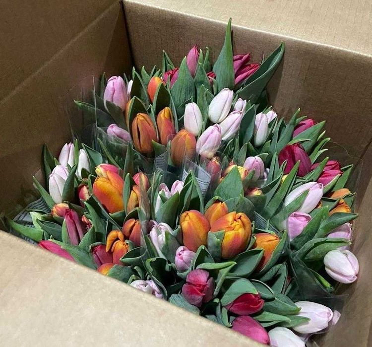 ТЮЛЬПАНЫ ОПТОМ | 10+ лет опыта | Более 30 расцветок