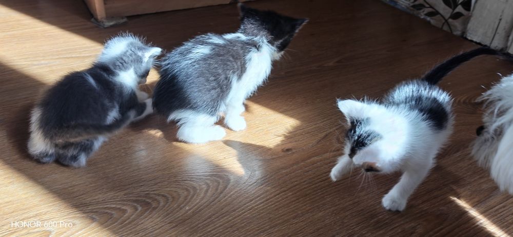 Котета се подаряват