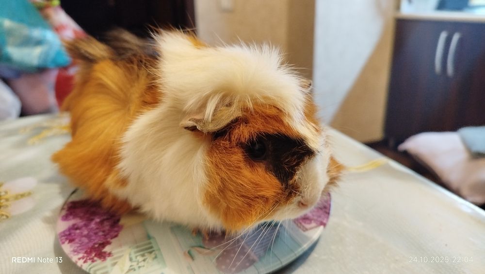 Морские свинки домашние