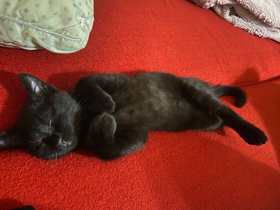 Отдам даром черную котенка