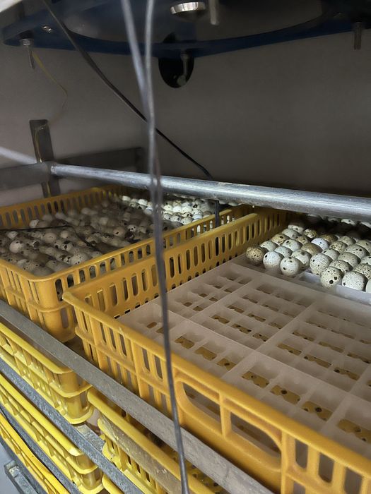 Перепелки цеплята 2-3 дневные