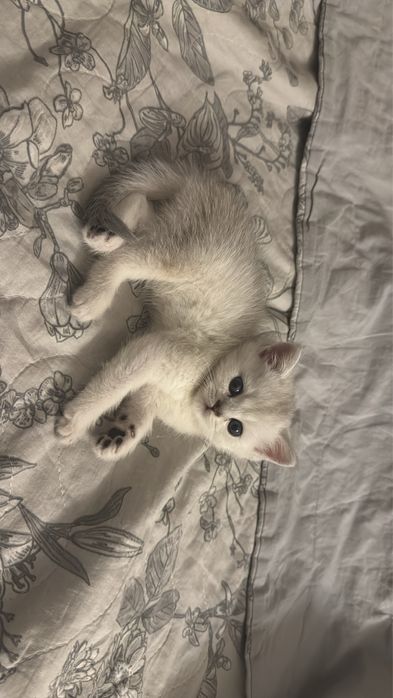 Продаются котята шиншилы